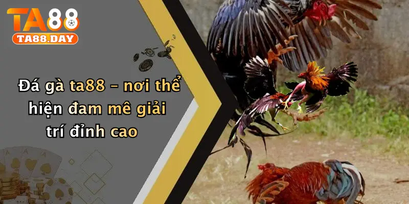 Đá gà TA88 – nơi thể hiện đam mê giải trí đỉnh cao