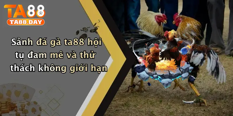 Sảnh đá gà TA88 hội tụ đam mê và thử thách không giới hạn