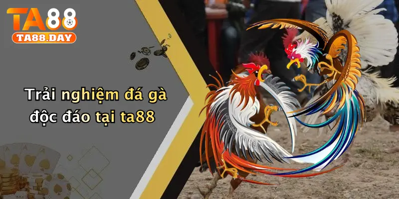 Trải nghiệm đá gà độc đáo tại TA88